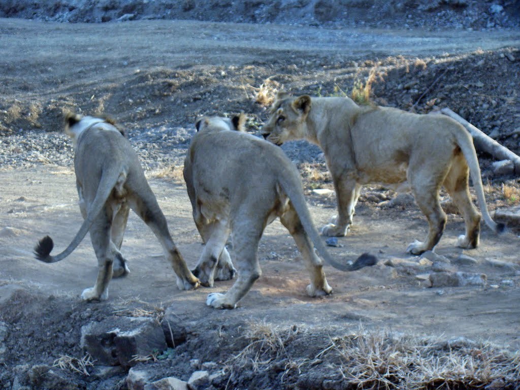 Lions in Gir National Park