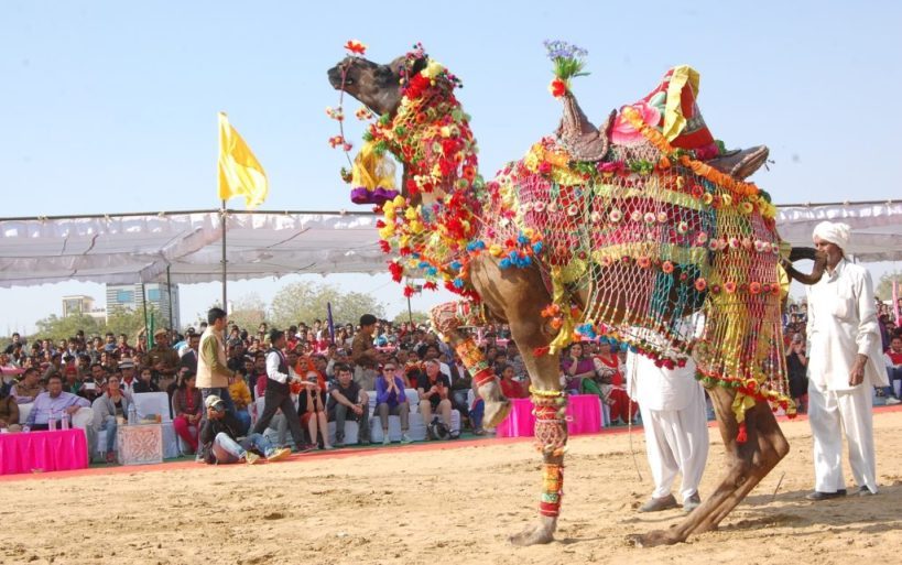 Camel Contests - Rajasthan Pushkar Fair