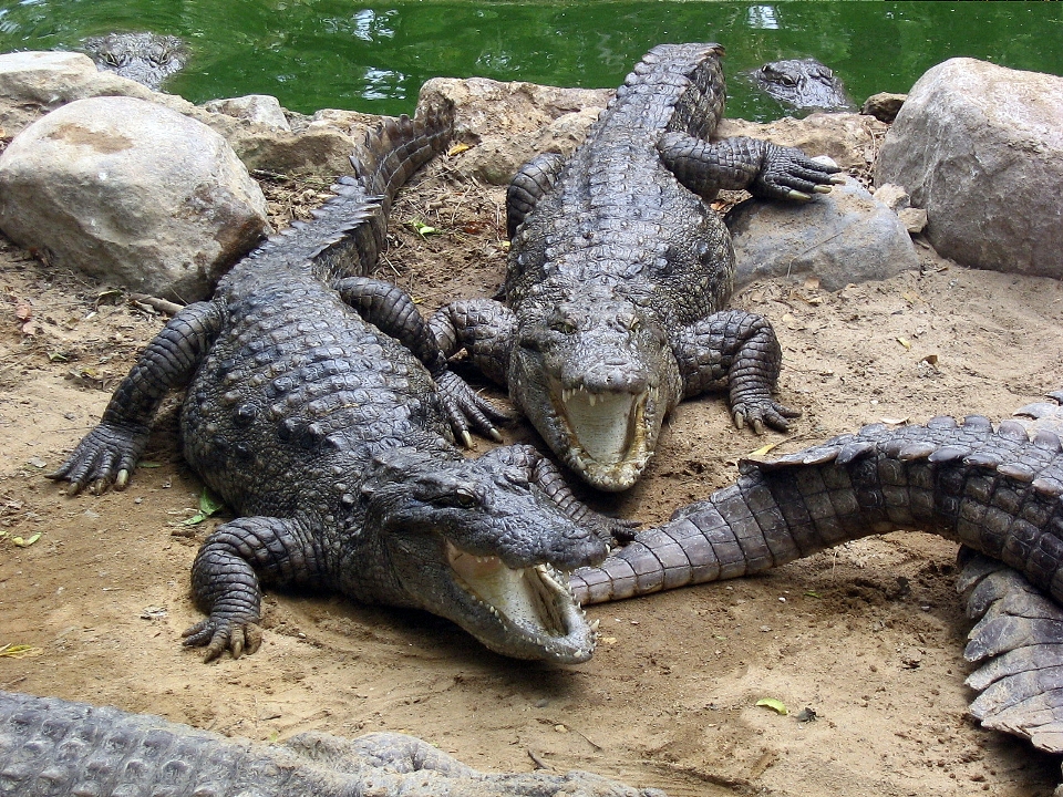 Crocodile Breeding Centre Phuentsholing