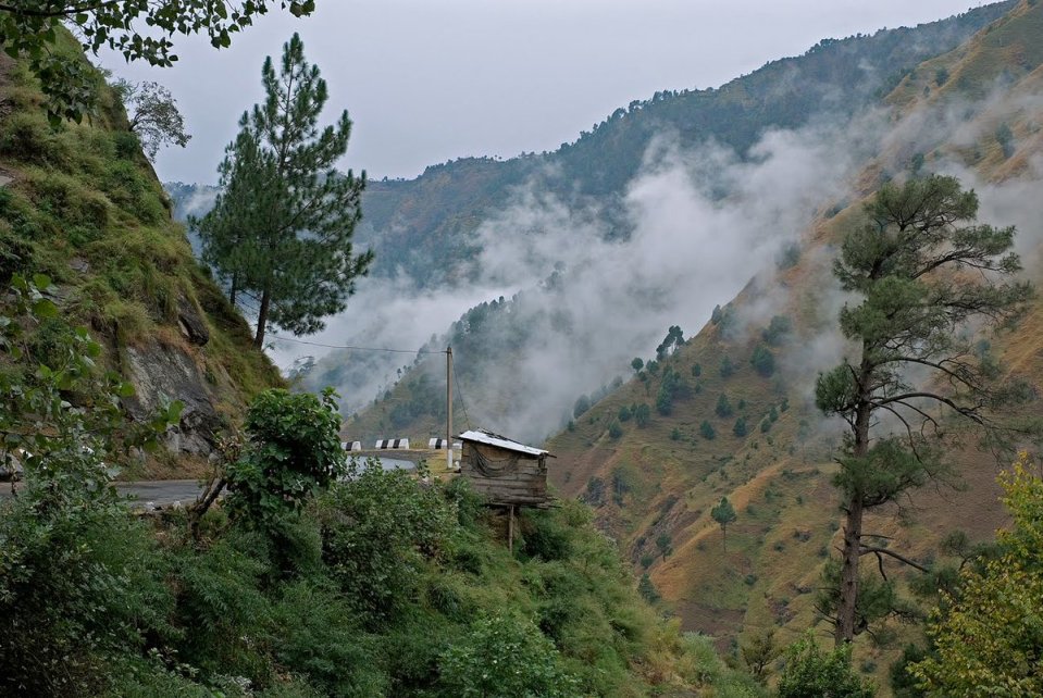 forest area of Kasauli