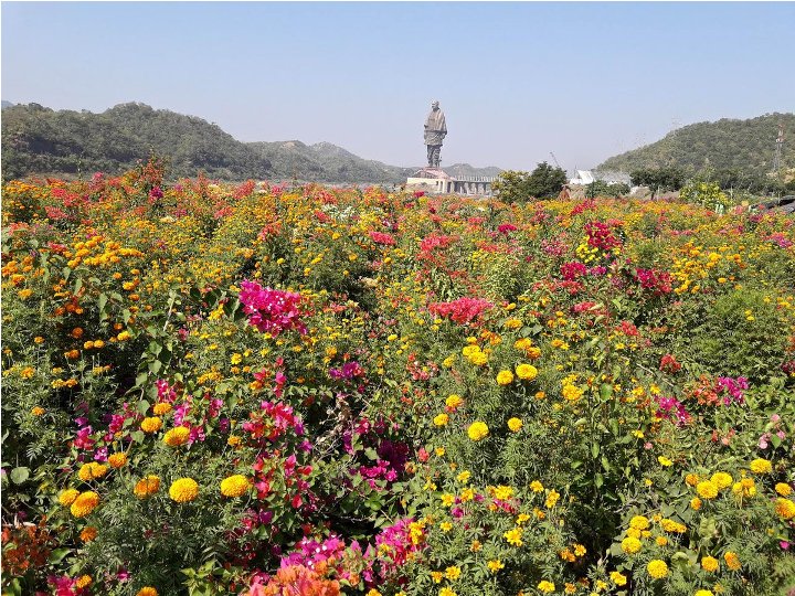 Flower Valley Near Statue of Unity