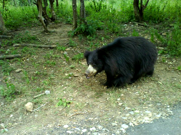 Sloth Bear Wildlife Sanctuary