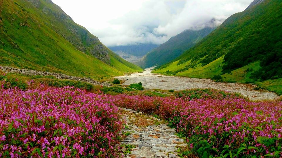 Valley of Flowers - Nanda Devi National Park