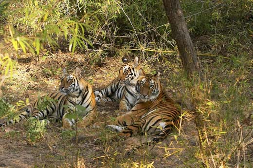 Tigers in India