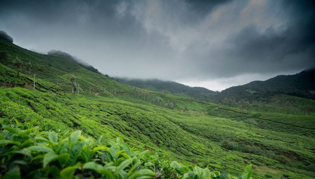 Wayanad- Kerala tours