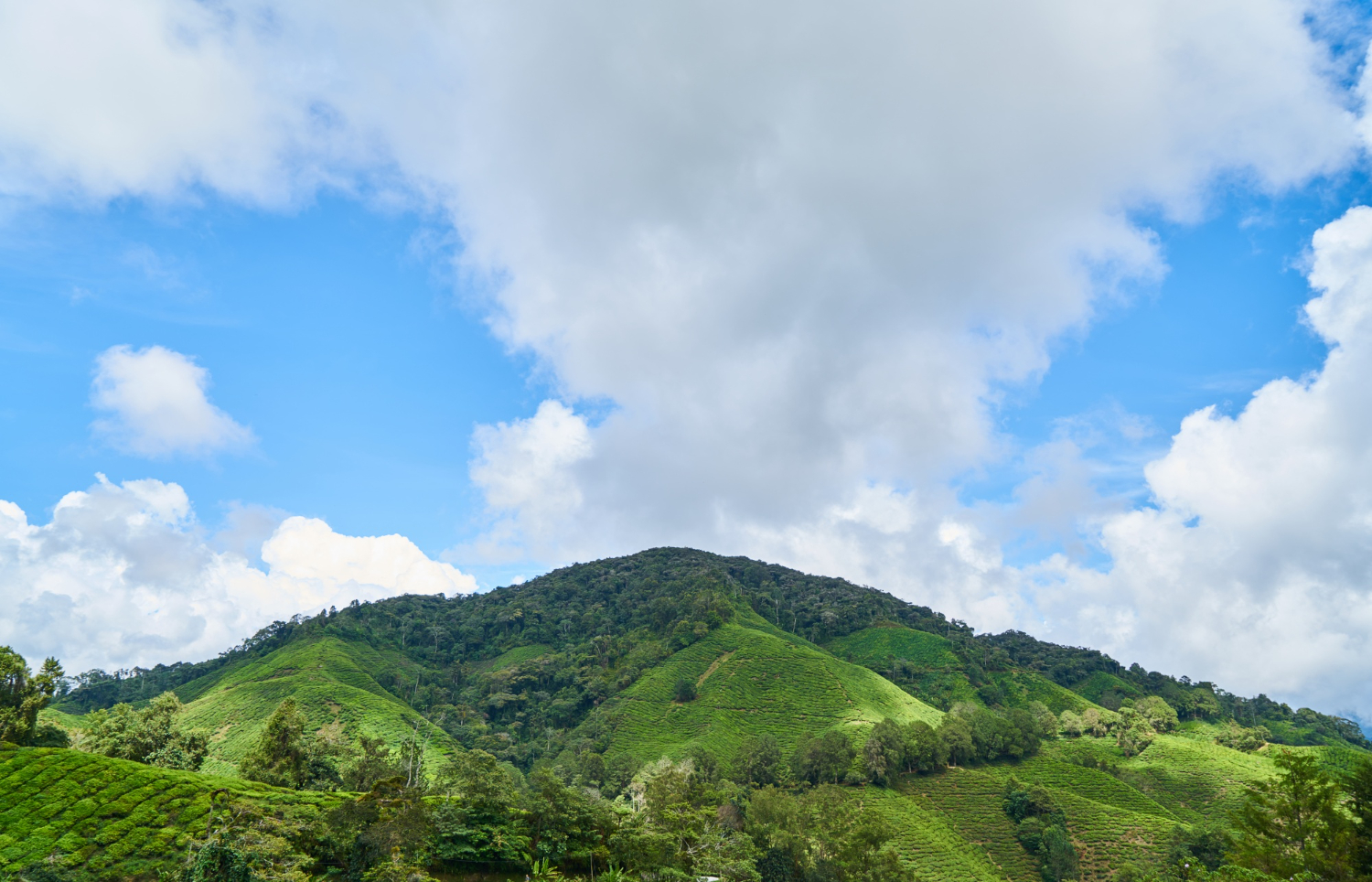 Nilgiri Hills and Ooty in Tamil Nadu